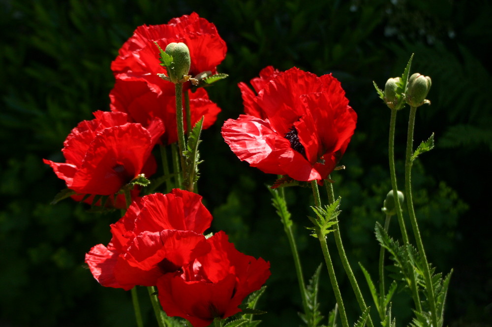 Mohn im Garten