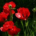 Mohn im Garten