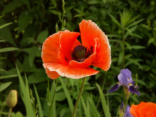 Mohn im Garten...??? Foto & Bild pflanzen, pilze & flechten, blüten