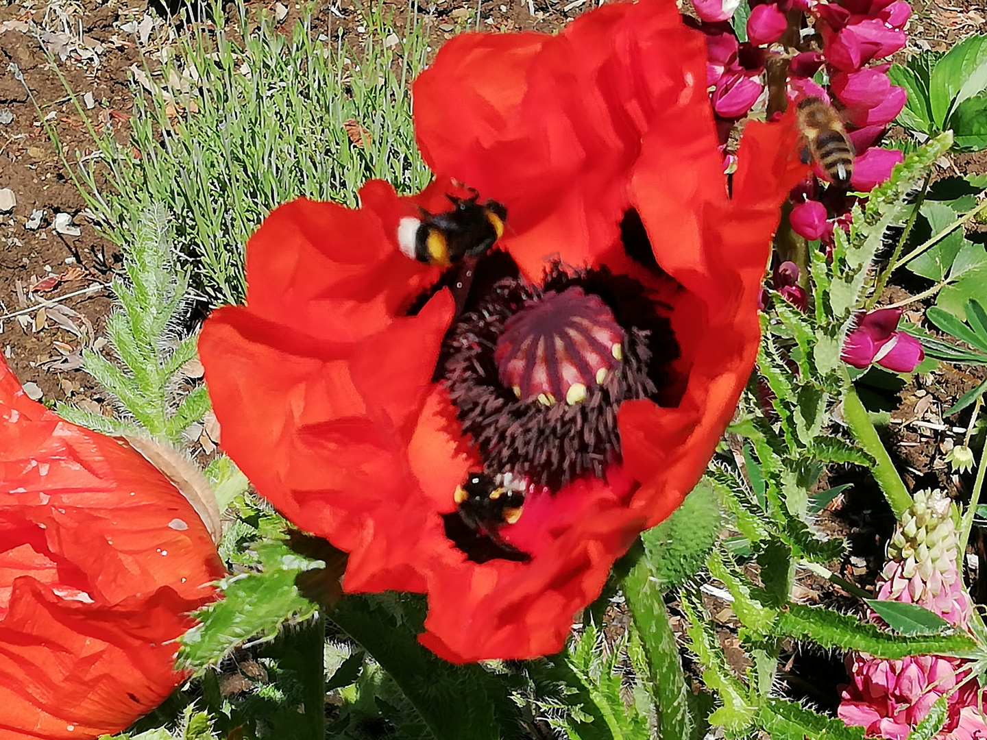 Mohn im Garten Foto & Bild pflanzen, pilze & flechten, blüten