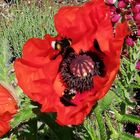 Mohn im Garten