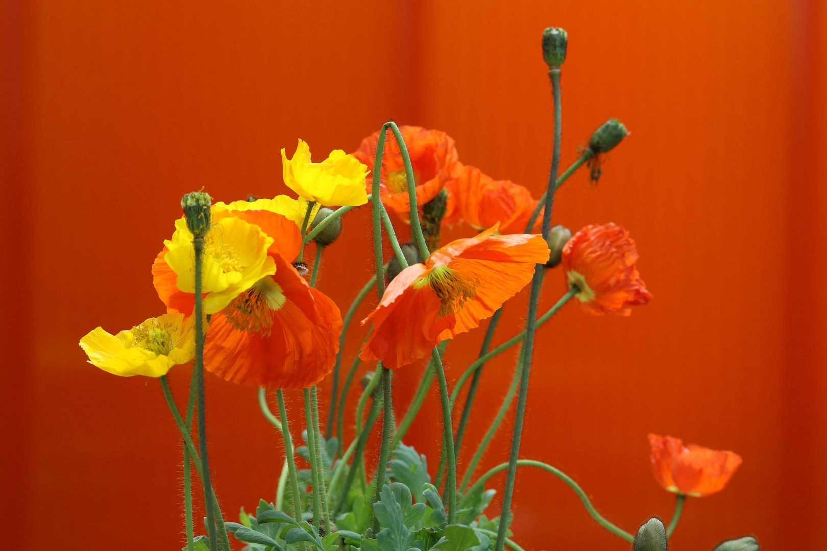 Mohn im Garten 