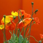 Mohn im Garten 