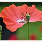 Mohn im Garten