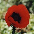 mohn im garten