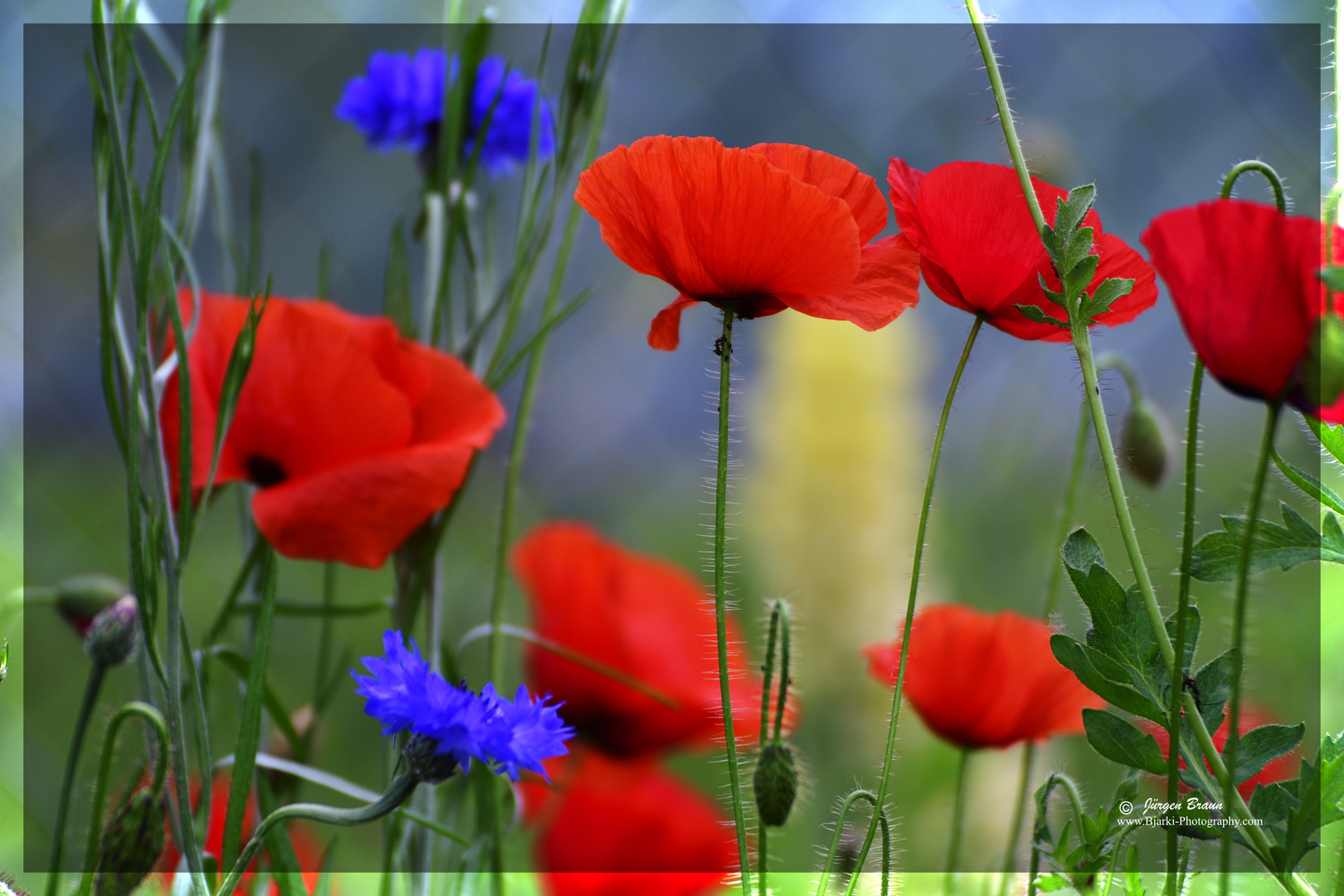 Mohn im Garten