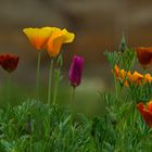 Mohn im Garten