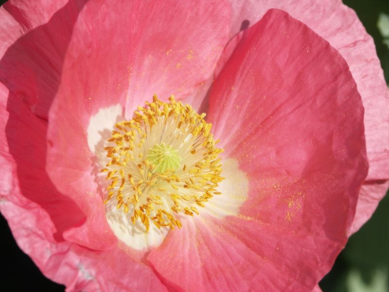 Mohn im Garten