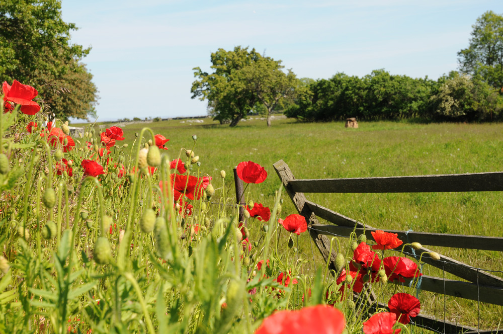 Mohn im Garten