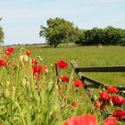 Mohn im Garten