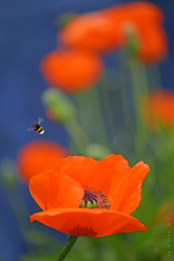 Mohn im Garten