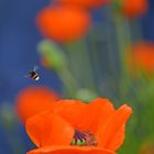 Mohn im Garten