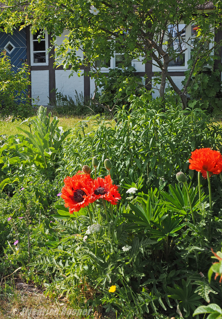 Mohn im Garten der "Weberkate" Foto & Bild pflanzen, pilze & flechten