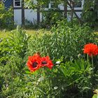 Mohn im Garten der "Weberkate"