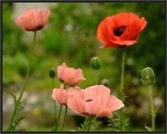 Mohn im Garten