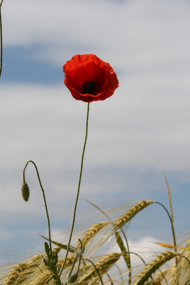 Mohn im Gedreidefeld