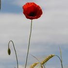 Mohn im Gedreidefeld