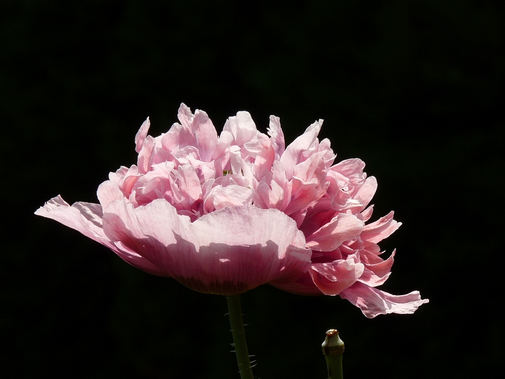 Mohn im Gegenlicht