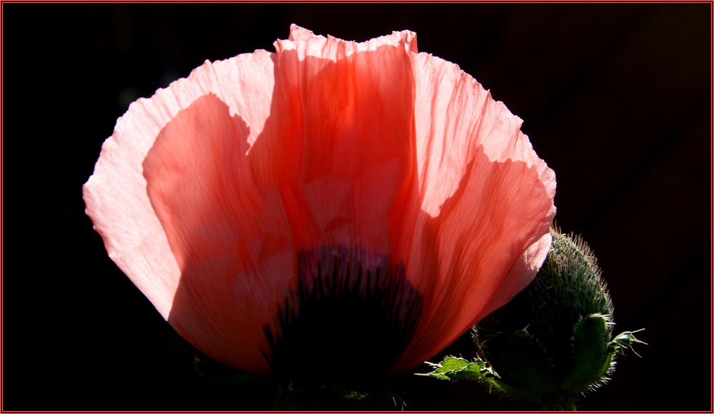 mohn im gegenlicht