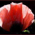 mohn im gegenlicht