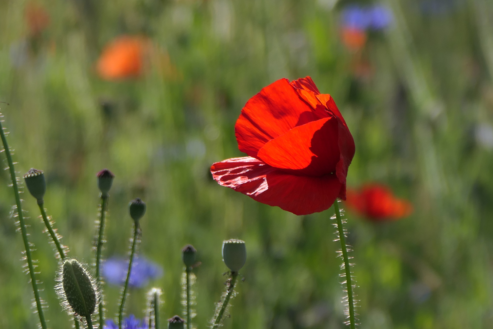 Mohn im Gegenlicht