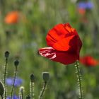 Mohn im Gegenlicht