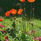 Mohn im Gegenlicht