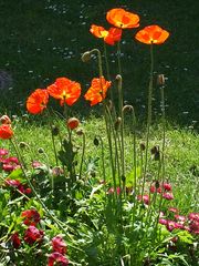 Mohn im Gegenlicht