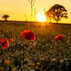 Mohn im Gegenlicht