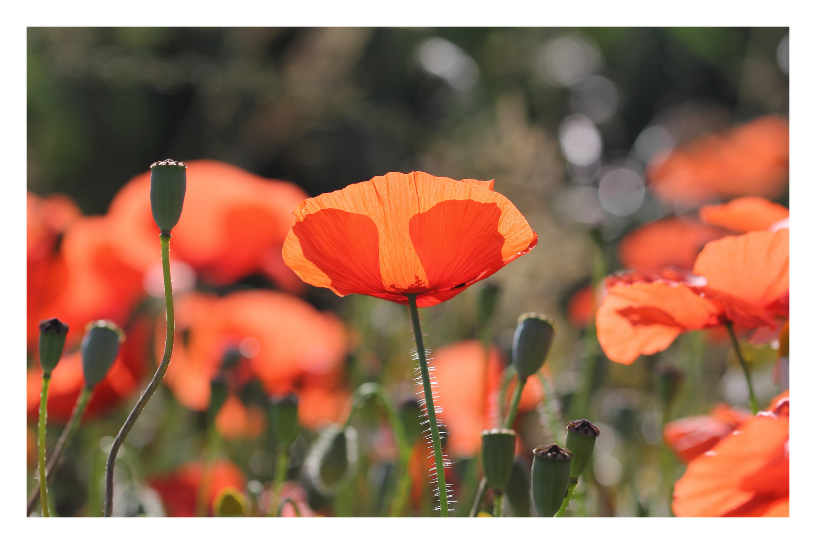 ++ Mohn im Gegenlicht ++