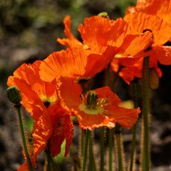 Mohn im Gegenlicht