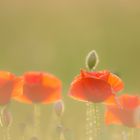 Mohn im Gegenlicht