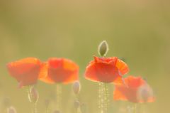 Mohn im Gegenlicht