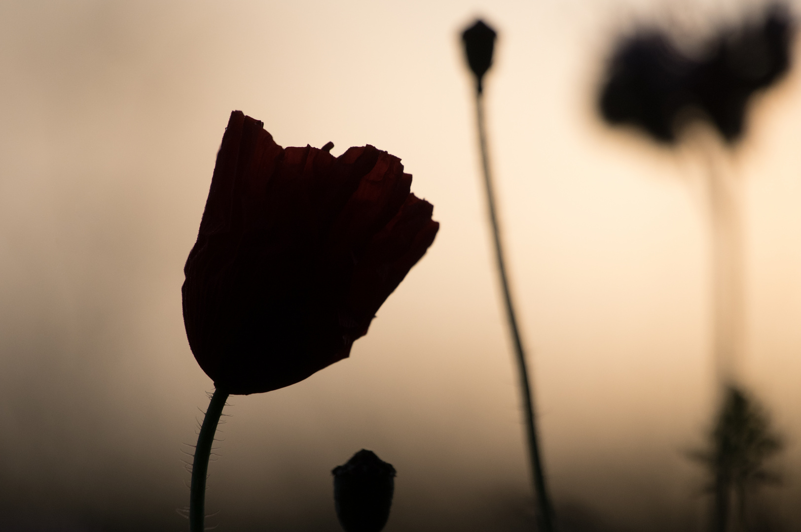 Mohn im Gegenlicht (1 von 1)