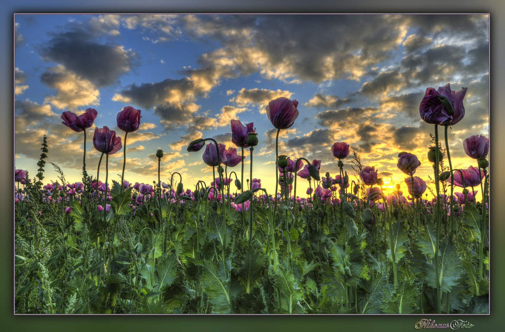 Mohn im Gegenlicht