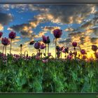 Mohn im Gegenlicht