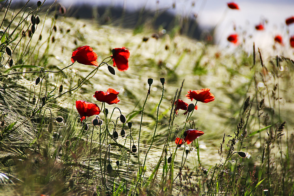 Mohn im Gegenlicht