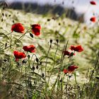 Mohn im Gegenlicht