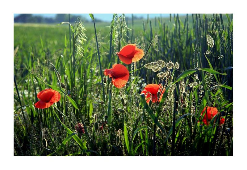 Mohn im Gegenlicht