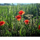 Mohn im Gegenlicht