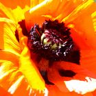 Mohn im gegenlicht