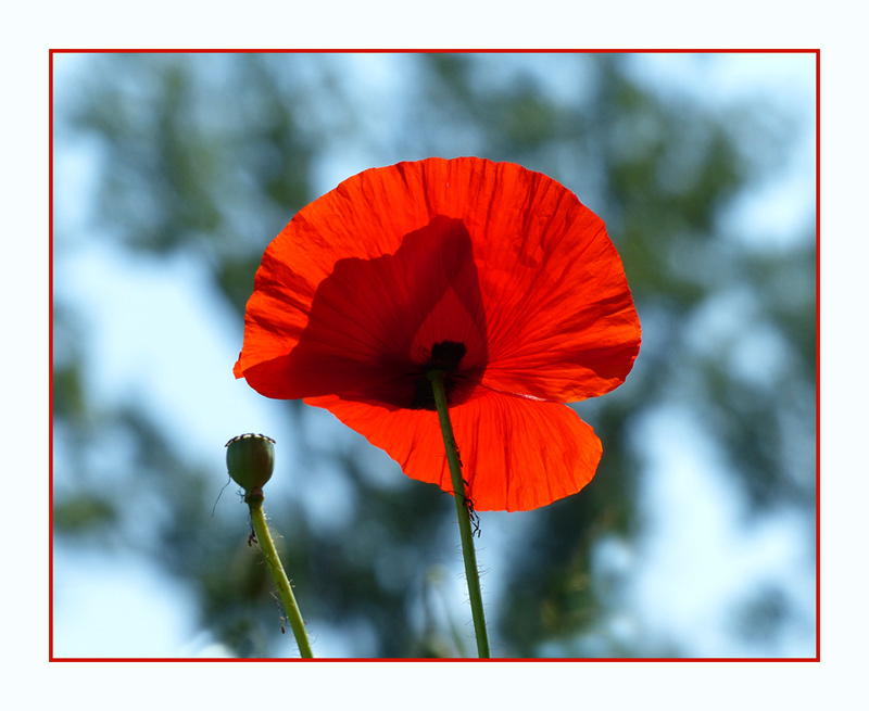 Mohn im Gegenlicht