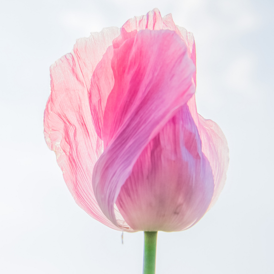 Mohn im Gegenlicht