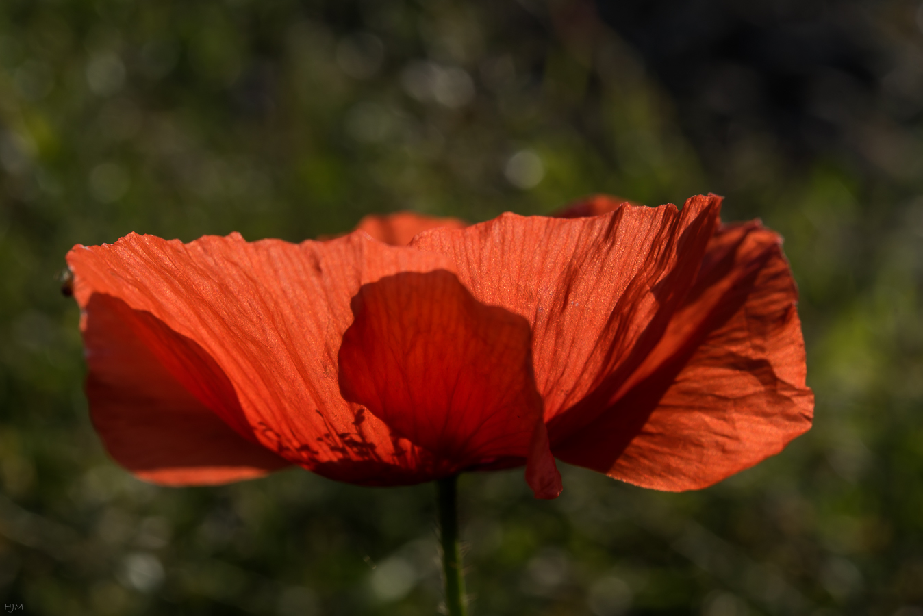 Mohn im Gegenlicht