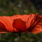 Mohn im Gegenlicht