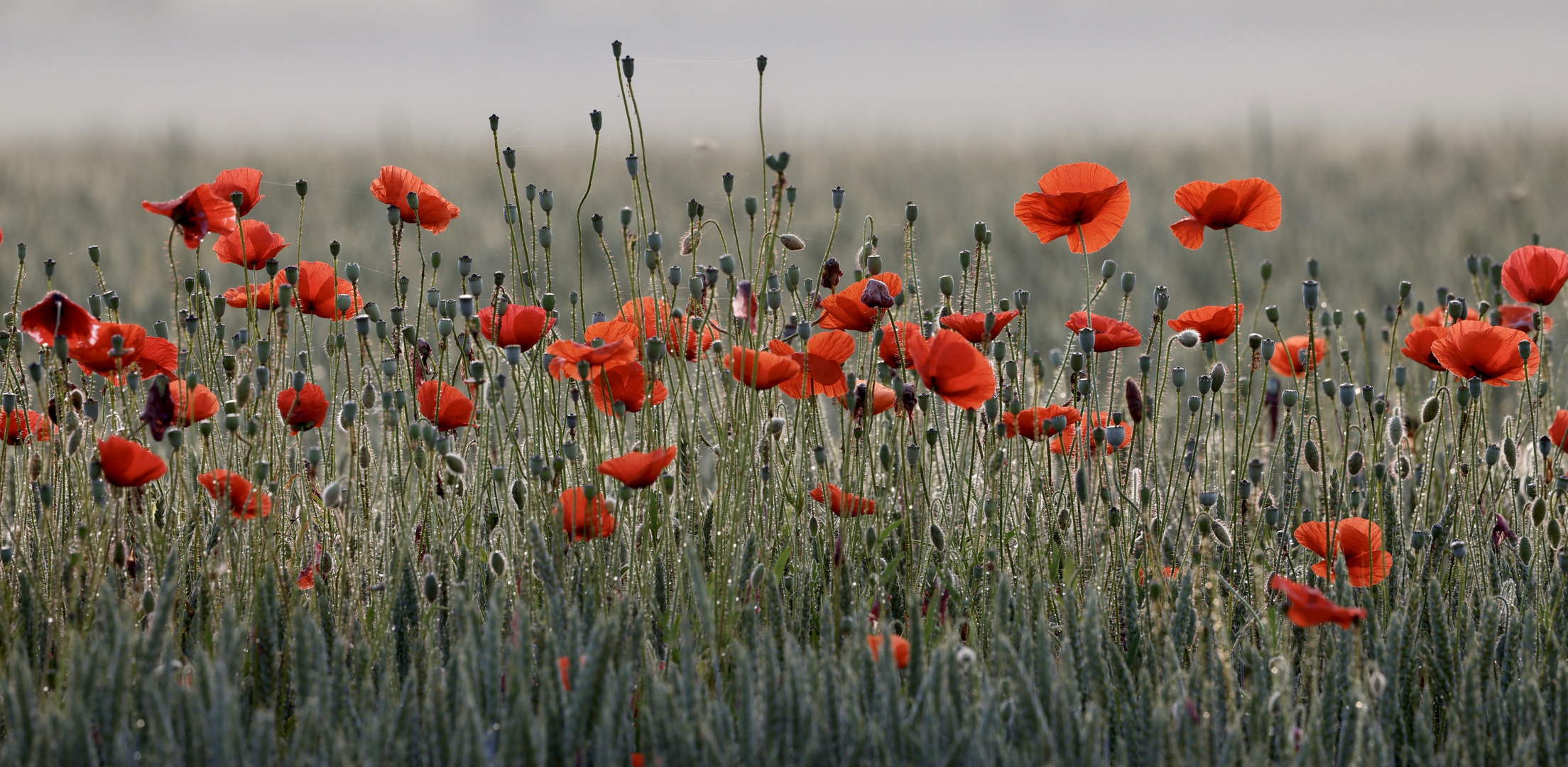 Mohn im Gegenlicht