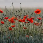 Mohn im Gegenlicht