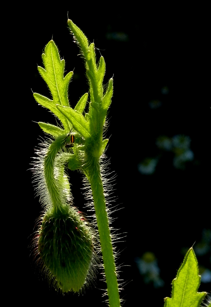 Mohn im Gegenlicht