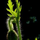 Mohn im Gegenlicht