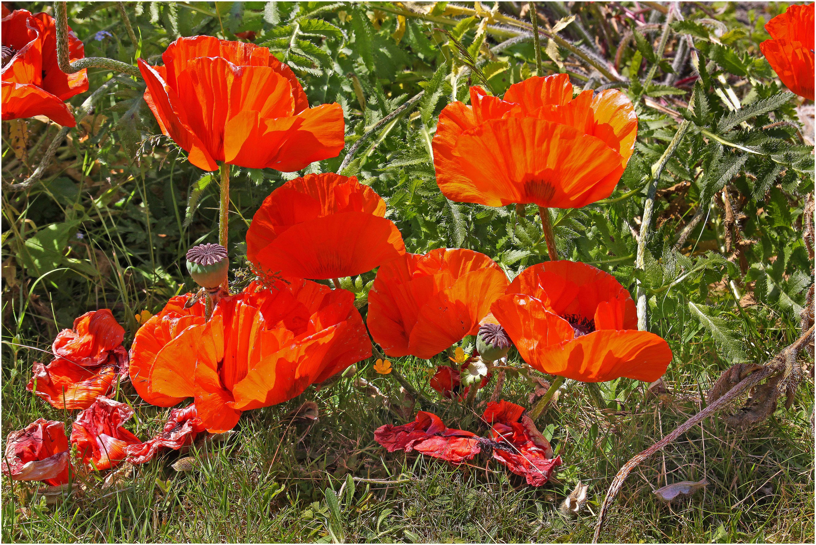 Mohn im Gegenlicht